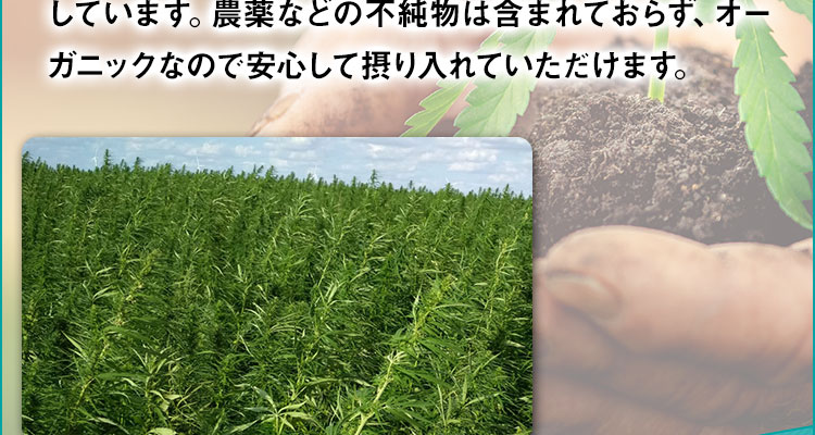 農薬などの不純物は含まれておらず、オーガニックなので安心して摂り入れていただけます。