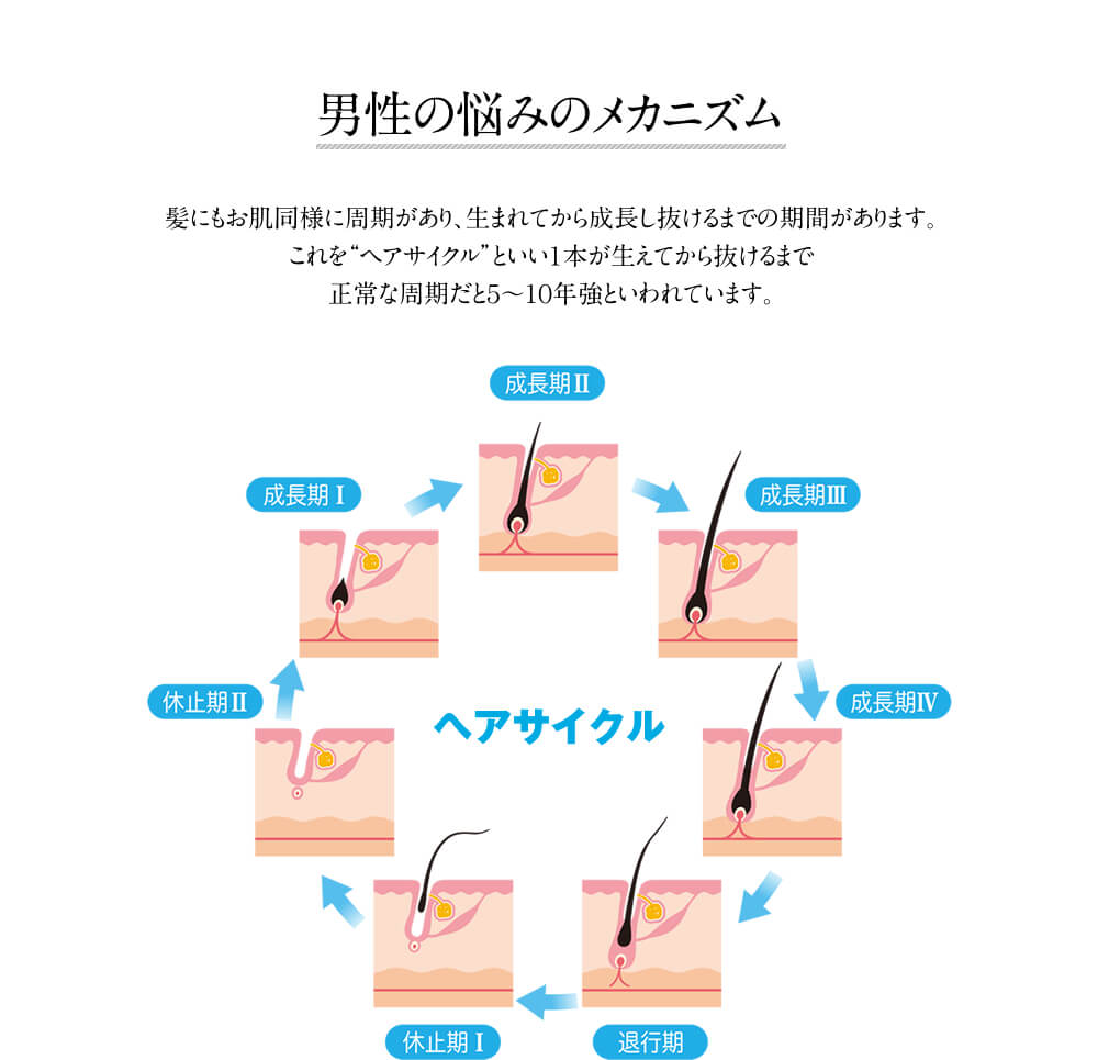 抜け毛・薄毛のメカニズム